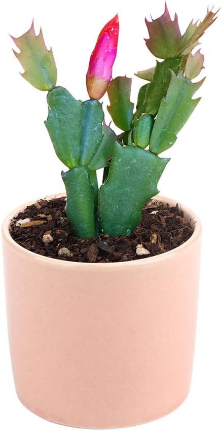Live Cactus Plants L8771