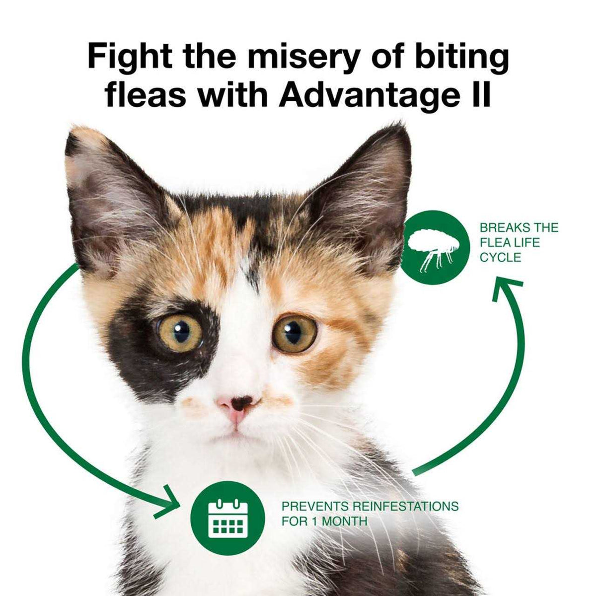 Advantage II Flea Treatment Cats J71176