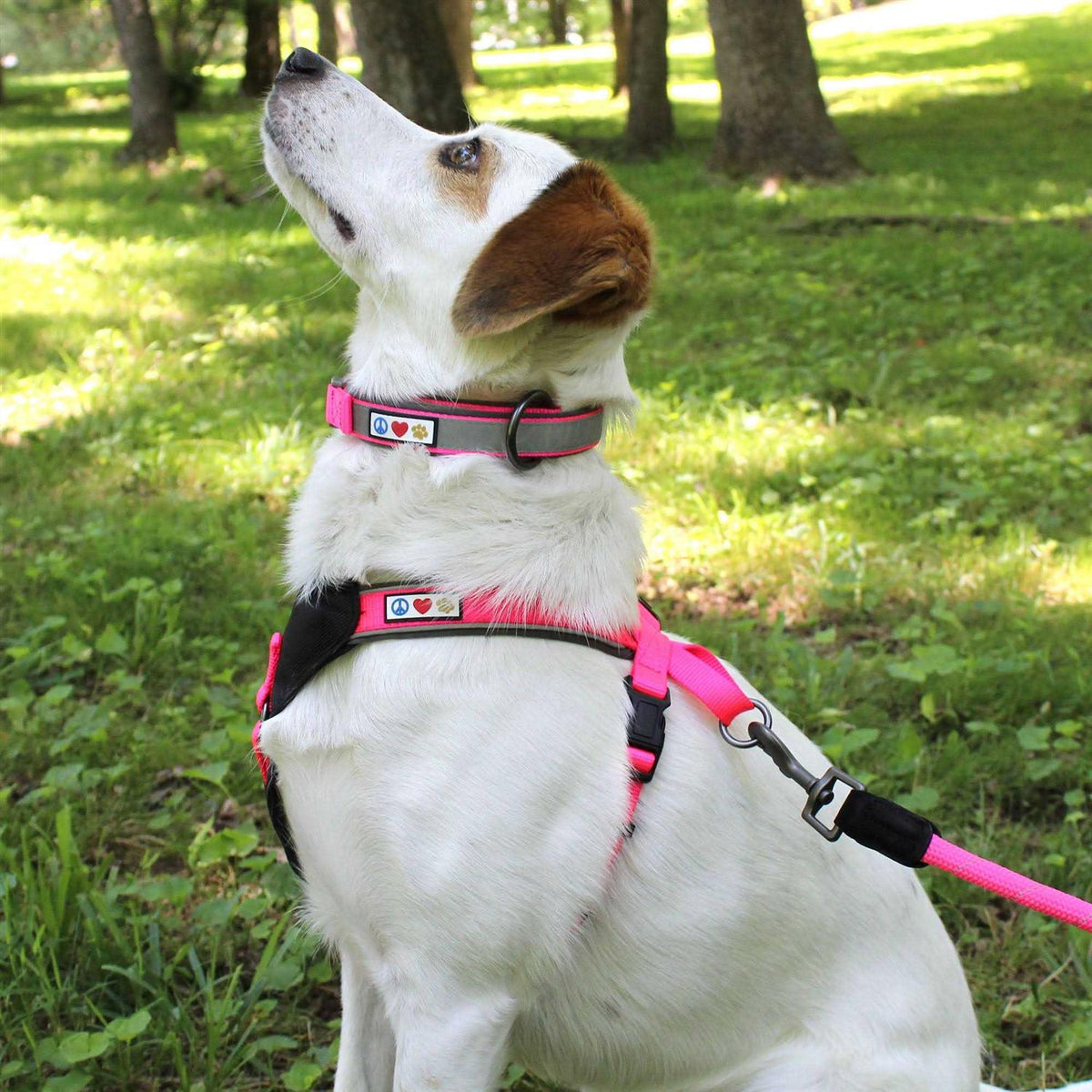 Reflective Dog Collar Small X619