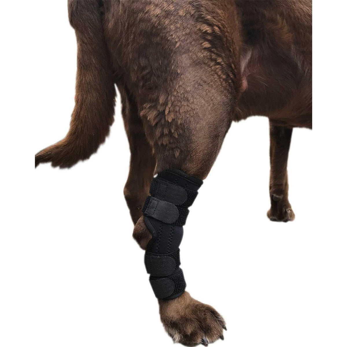 Dog Rear Leg Hock Joint Wrap Brace G666