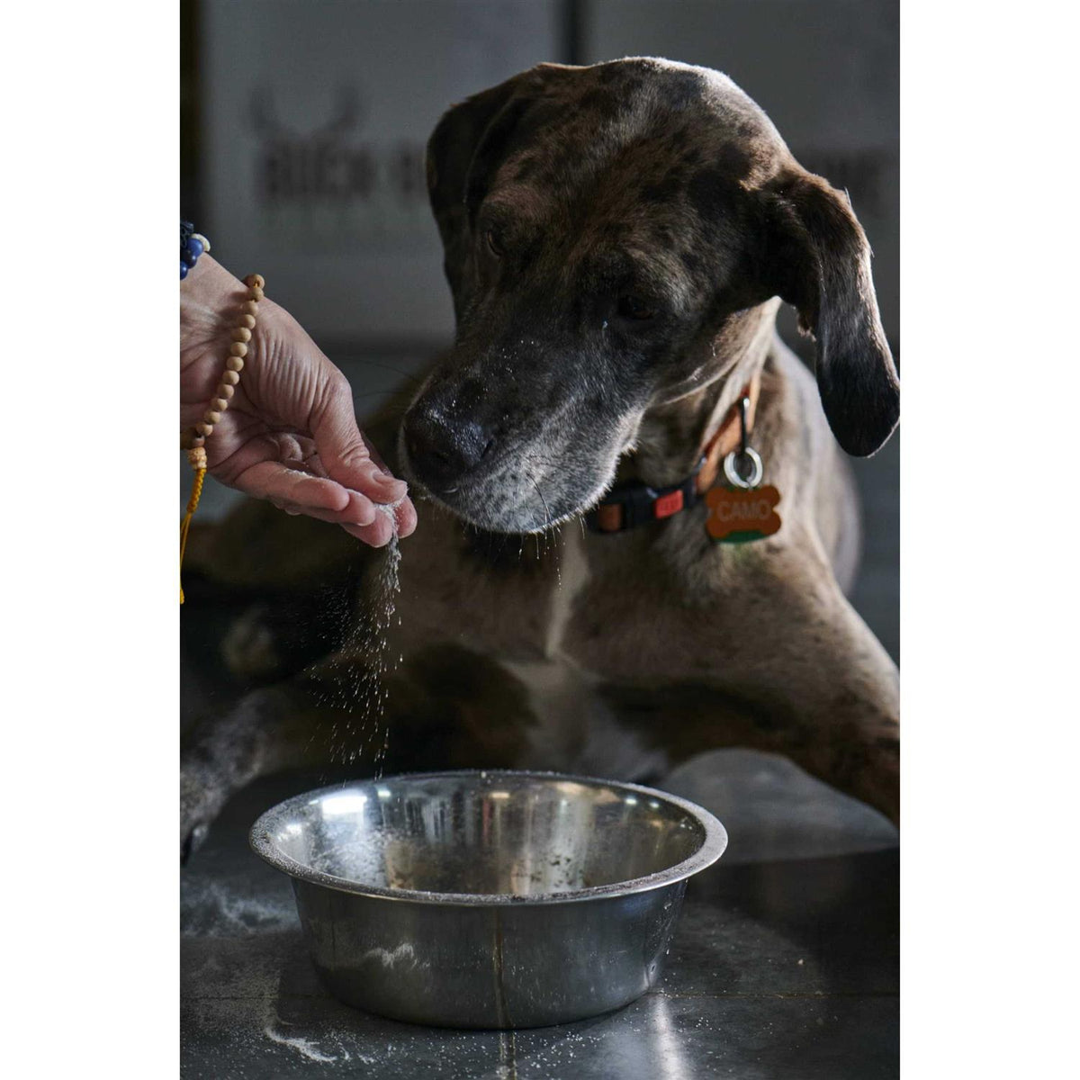 Ground Wild Elk and Deer Antler Powder for Dogs P1576