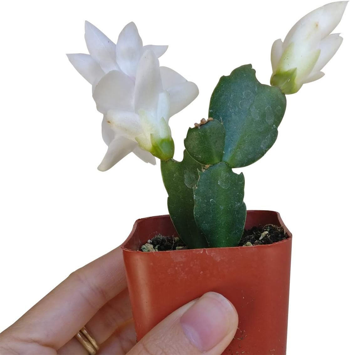 Live Cactus Plants L8771