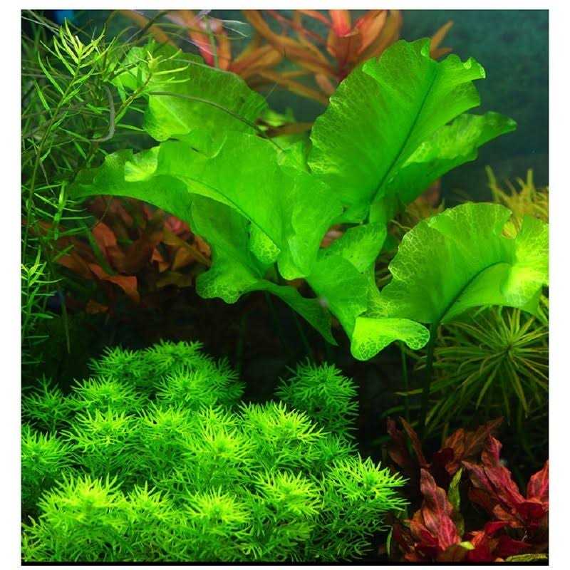 2 LB Freshwater Planted Aquarium Substrate H8166