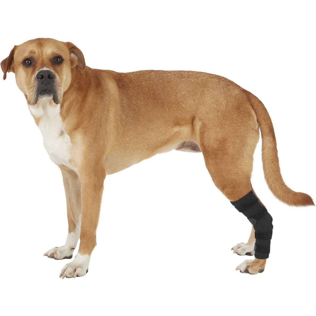 Dog Rear Leg Hock Joint Wrap Brace G666
