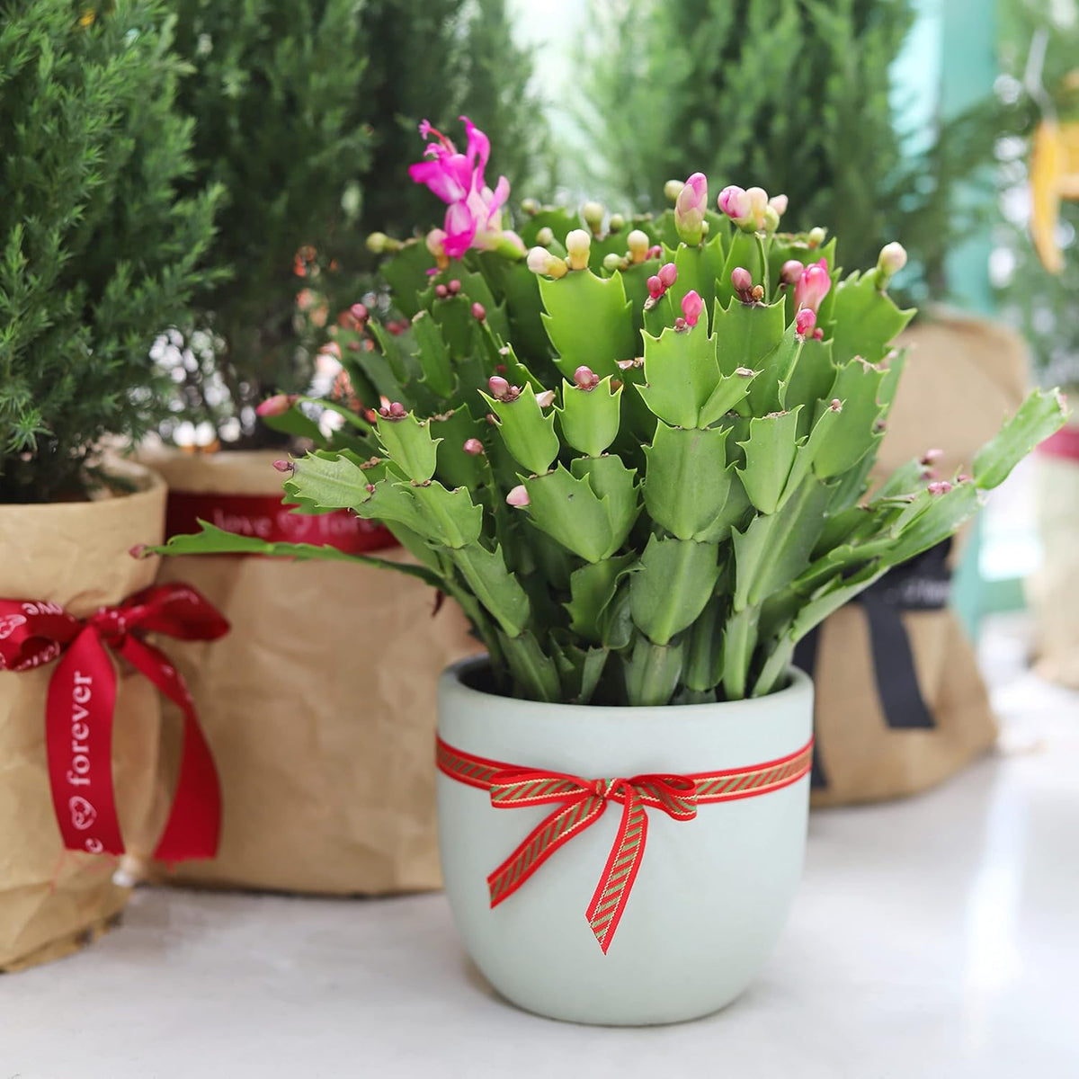 Live Cactus Plants L8771