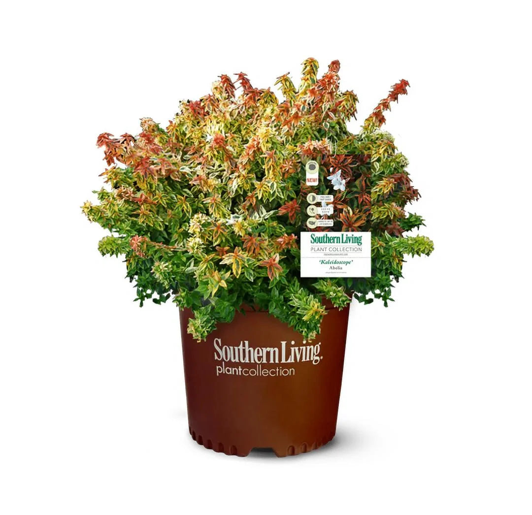 2Gal Multicolor Abelia Live Shrub Grower Pot U797