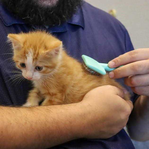 Kitten Slicker Brush with Coated Tips L22941