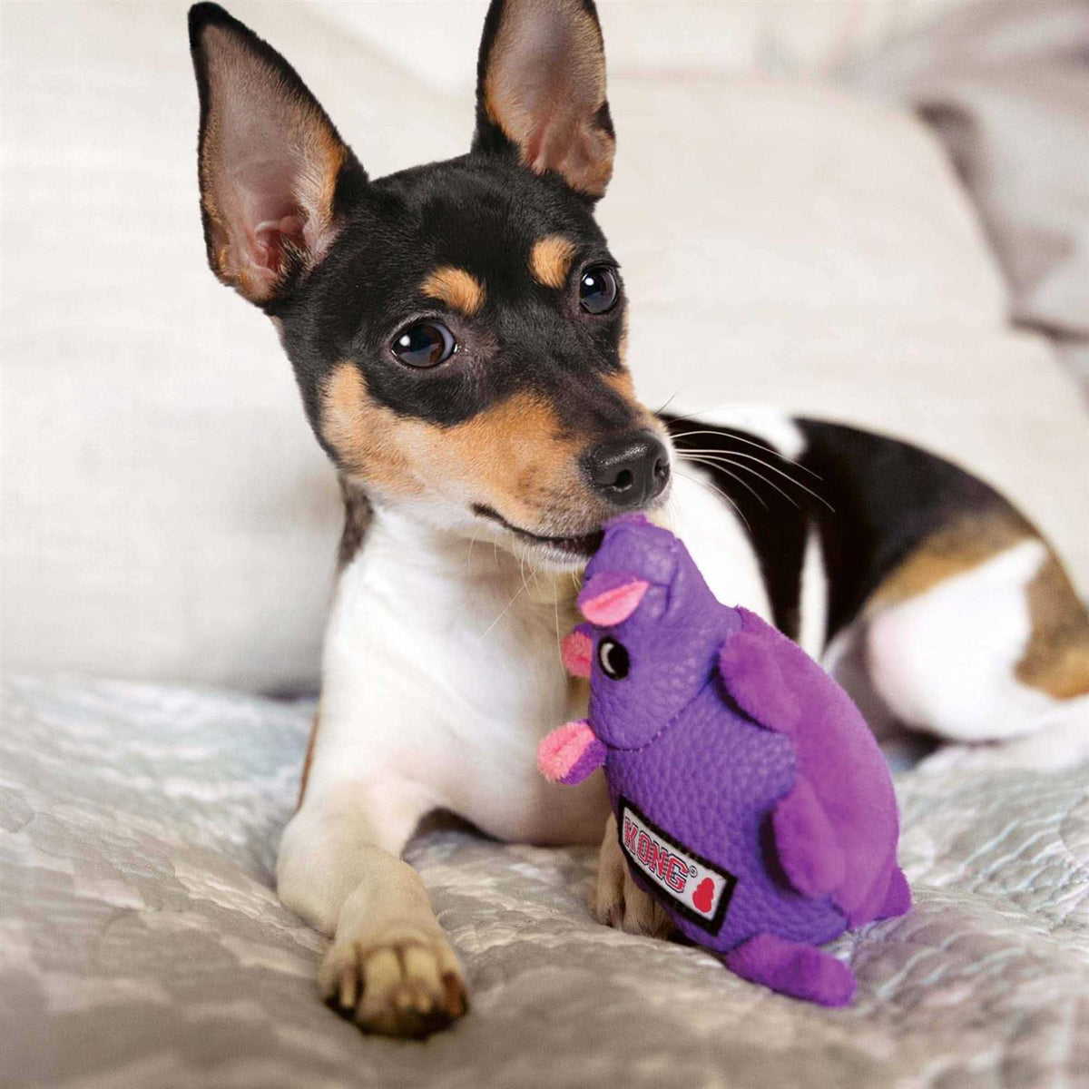 Pig Dog Toy I1012