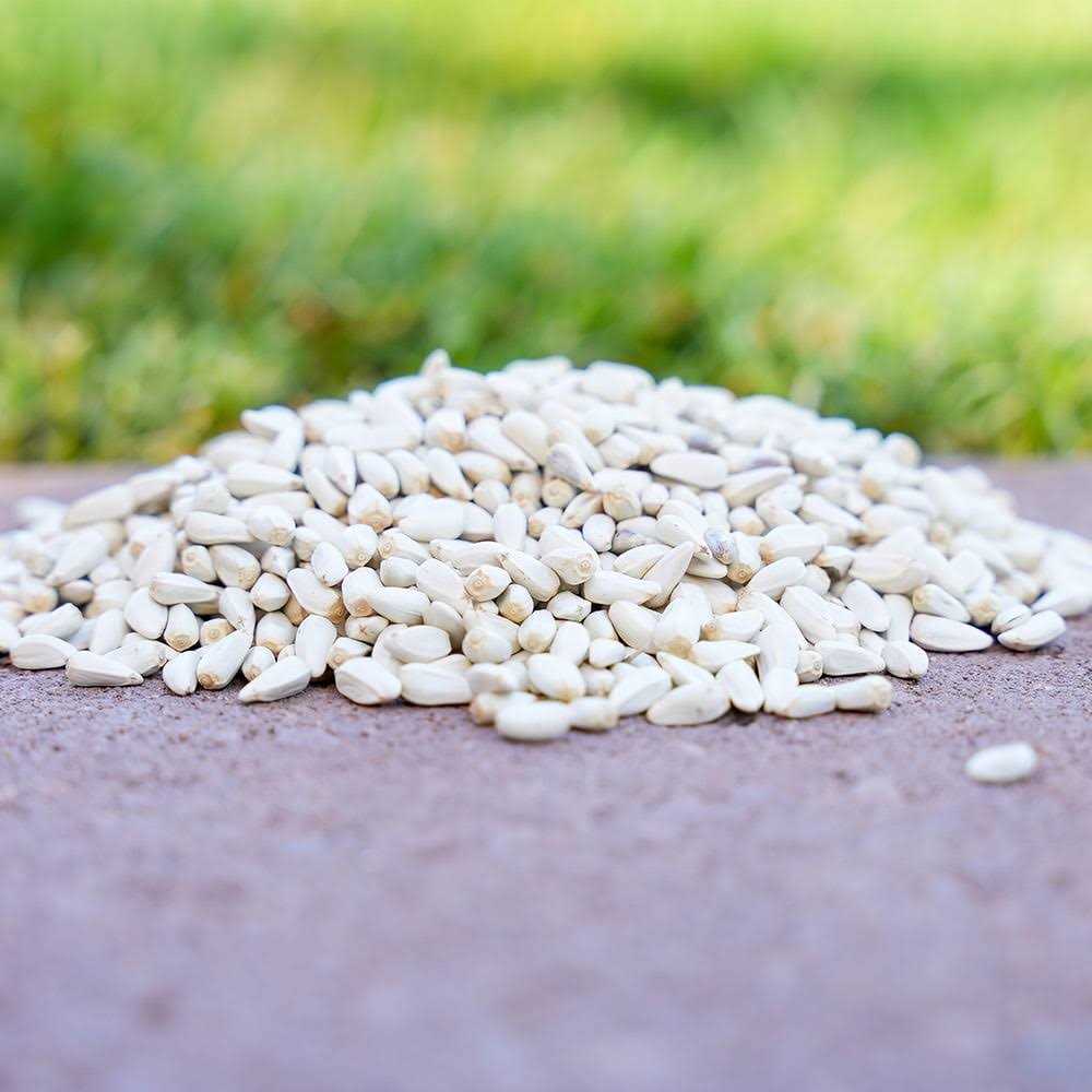 Safflower Seeds Wild Bird Food T16585