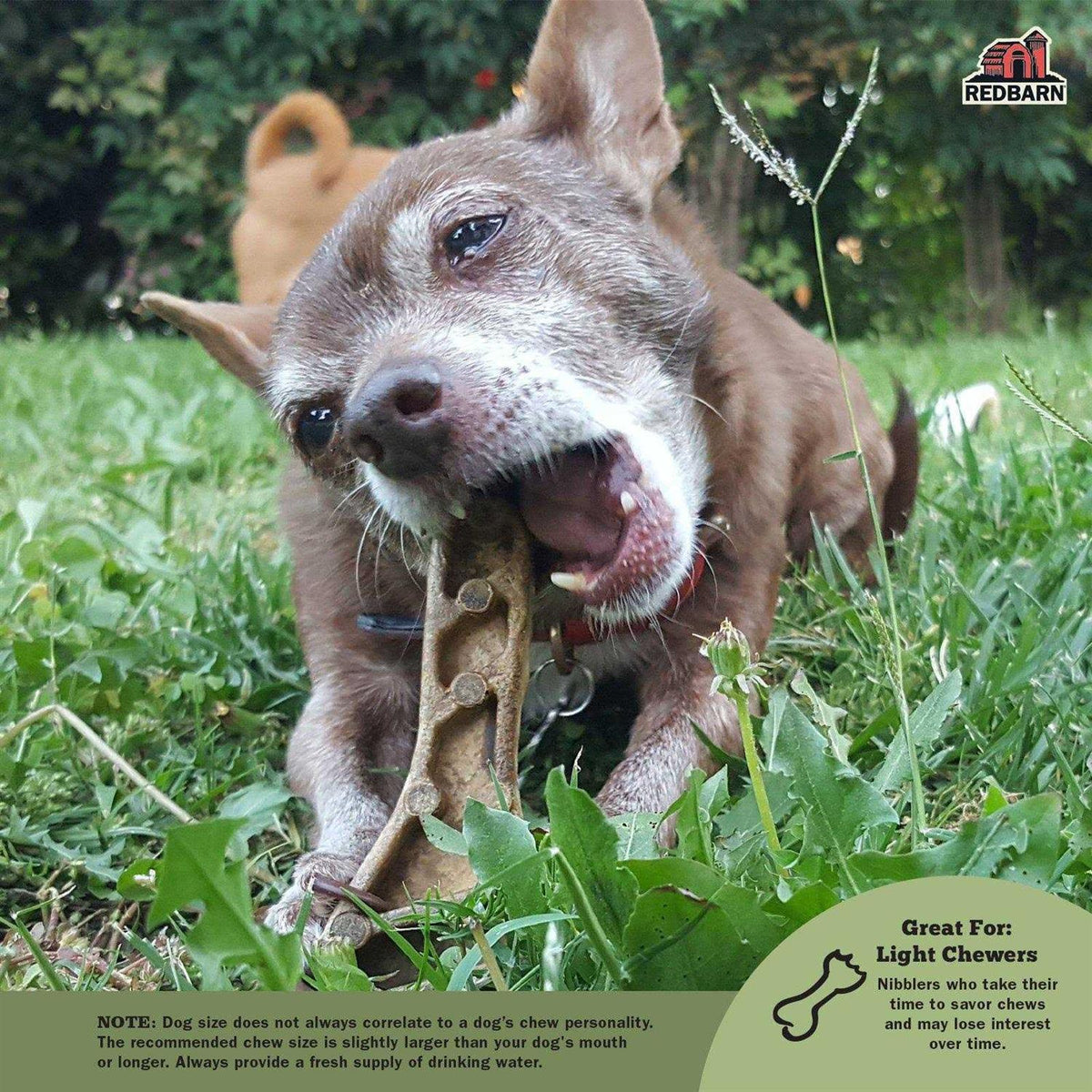 Dental Dog Chew C5896